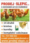 Prodej slepic